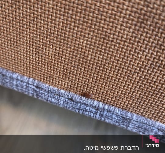 זיהוי פשפש המיטה על גבי בד ריפוד מזרן